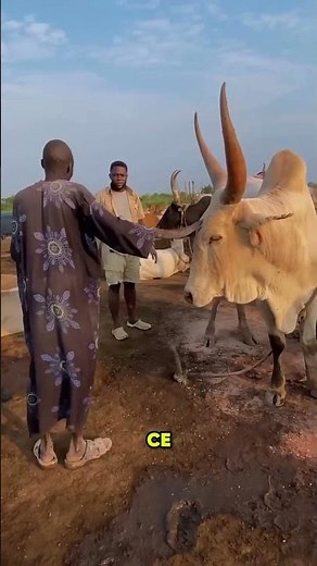 Why the Mundari tribe sharpens their sacred cattle's horns 🐄