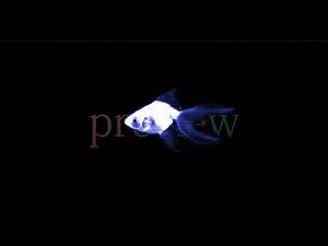 ホログラムの金魚 / hologram goldfish