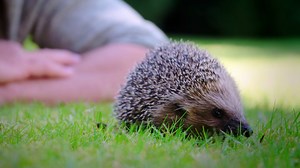 We can't get enough of these little cuties! Don't miss Meet The Hedgehogs on Tuesday at 8pm. | Channel 5