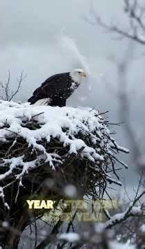 Bald eagles don’t just build nests—they build massive fortresses in the sky.