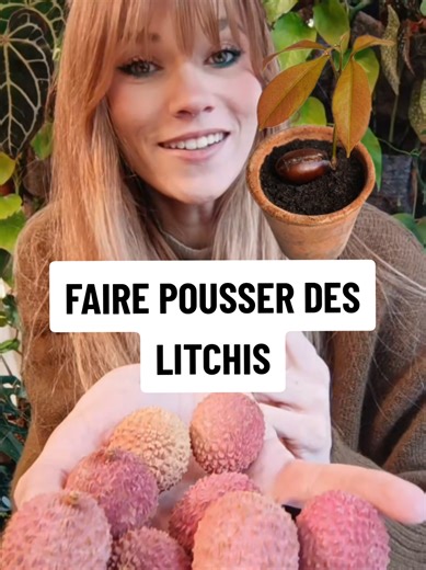 Comment faire pousser des litchis facilement