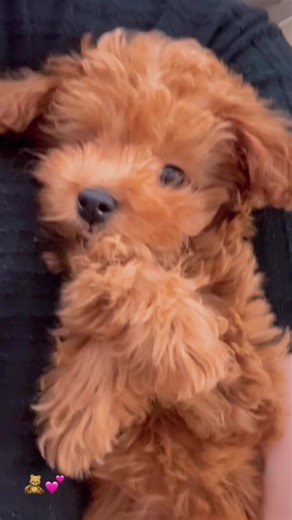 Caring for Your Toy Poodle: Grooming Tips and More