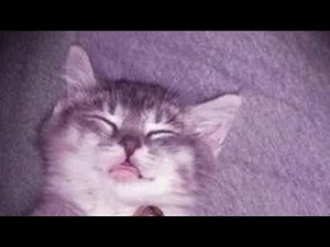 Lungskull - me 2 (clean)