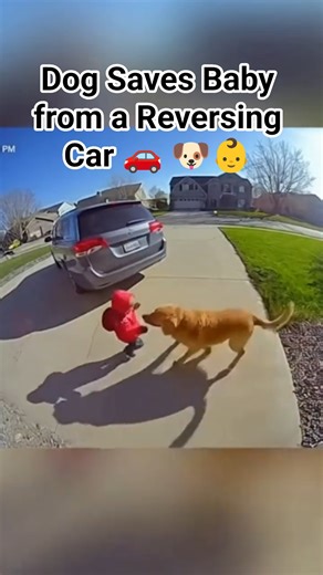Animals Protect Babies Like Angels 😭🐾#DogSavesBaby #CatSavesBaby #HeroAnimals #AnimalInstinct