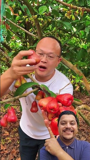 😍🍎 Picking juicy jambos straight from the tree! #jambo #jambos #sweetfruit #juicy #harvest #nature