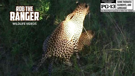 WILDlife: Leopards Pairing In Africa