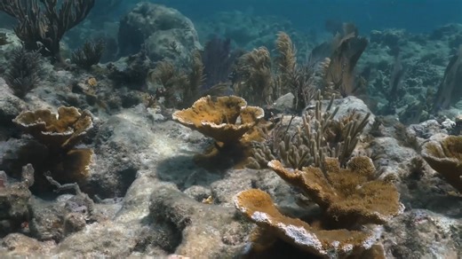 Welcome to Destination Dive — where every plunge beneath the surface reveals a new world. This documentary series takes you deep into the heart of the ocean, exploring the people, places, and marine life that make diving one of the most awe-inspiring adventures on Earth. From coral reefs bursting with color to mysterious wrecks and underwater caves, Destination Dive showcases the beauty and fragility of our blue planet — and the passionate divers working to protect it. Meet local dive communitie