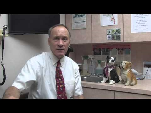 How to Treat Cataracts in Dogs