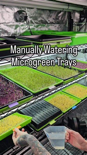 🌱 This is how we manually bottom-water our trays of Microgreens after germination! You just lift the tray with the grow medium and greens growing in it, and add your fertilizer water or plain water to the no hole tray underneath. The no hole tray acts as your water resivore, and the tray with the medium in it has holes. So when you lower the top tray down, the roots will pull the water from the resivore beneath (capillary action) and water the microgreens. You never fill it to where it floods t