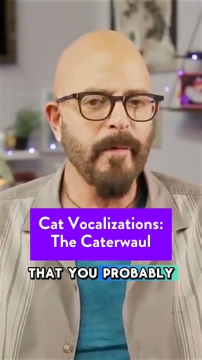 Caterwauling carries for a reason. It attracts intact males from far away and chaos follows. Please spay and neuter your cats! Check out the full video on cat vocalizations at https://www.youtube.com/watch?v=LxhT_q9oUf8 | Jackson Galaxy
