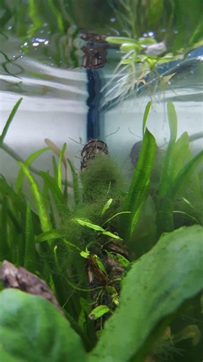 aquatic plants
