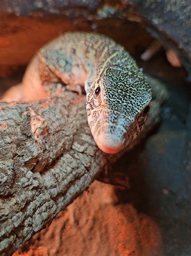Waran Nilowy: The Fascinating Nile Monitor Lizard