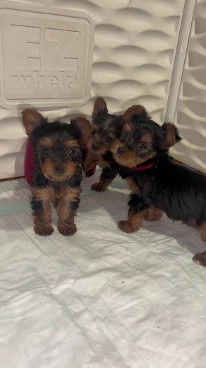 6 Week Old Teacup Yorkie Puppies for Adoption