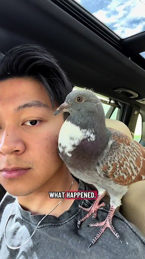 We went to Jedds And Magnolia bird farm and he loved every second of it #fyp #pigeon #pigeons