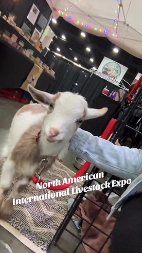 Patchwork Soapery & Dairy Goat on Reels