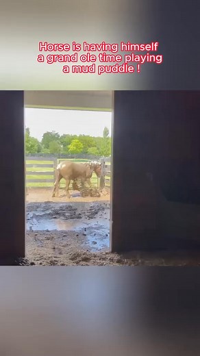 Horse is having himself a grand ole time playing a mud puddle ! #animals#fun#asmr#satisfying#restoration#relaxing#horse#horsetok#farrier#farriersoftiktok | The typist | Facebook