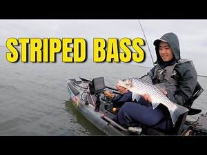 INSANE Striped Bass Fishing! Northern California