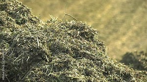 Close Up Of Silage Food Produced To Feed Animals At Agricultural Farm. Silage Fodder Food. Agricultural Produce. Growing Organic Silage Food For Livestock. Agricultural Farming. Green Foliage. Hay