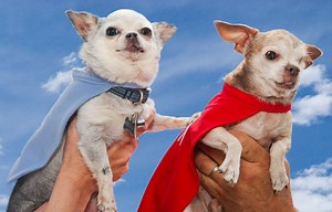 53K views · 3.1K reactions | Two Tiniest Superheroes. Please watch. | Teddy | Facebook