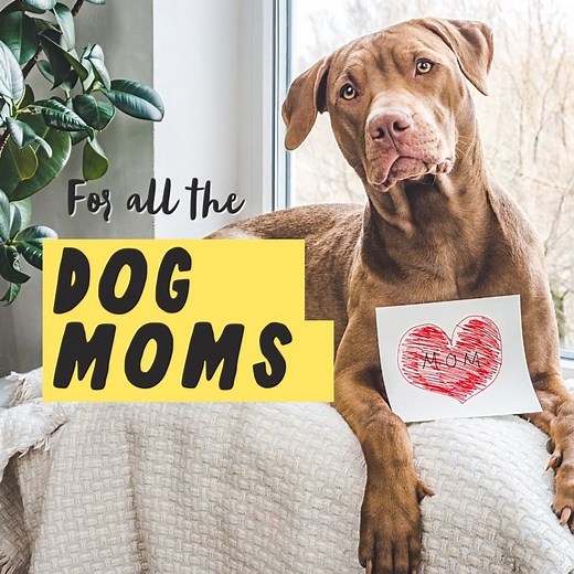 Happy Dog Mom's Day, dog moms! May 14 is National Dog Moms Day! So we made this special video to celebrate all the dog moms out there! ❤️❤️❤️ | iHeartDogs