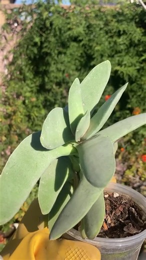 Crassula Falcata 'propeller Plant' | 2", 4" Bare-rooted - Etsy