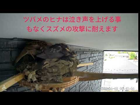 「ツバメのヒナがスズメに襲われる瞬間を捉えた映像 前編」ショッキングな映像になっております。我が家に巣営したツバメのヒナがスズメに襲われてしまいました。