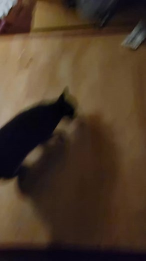 Fritz the cat on TikTok