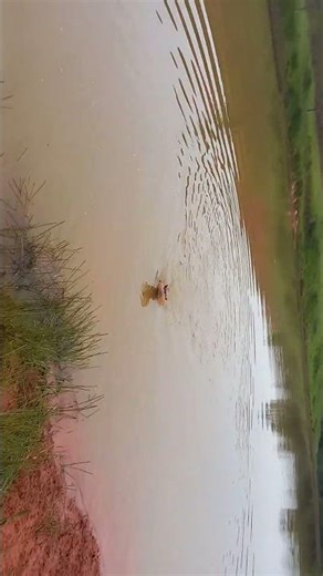 Red Heeler na lagoa #animals #catle dog