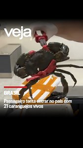 Fiscais da Vigilância Agropecuária Internacional (Vigiagro), órgão do Ministério da Agricultura e Pecuária, apreenderam 57 quilogramas de frutos do mar no aeroporto de Guarulhos. O passageiro vinha da China com várias caixas de isopor. De acordo com o vídeo publicado no perfil da Vigiagro numa rede social, entre a mercadoria havia 21 caranguejos vivos, além pescados, lagostins, mariscos e lulas. “A medida que ele vinha se aproximando, todos por onde ele passava tapavam o nariz tão forte estava o
