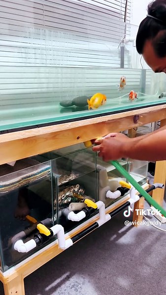 Create the Perfect Aquarium Aquascape for Home Decor