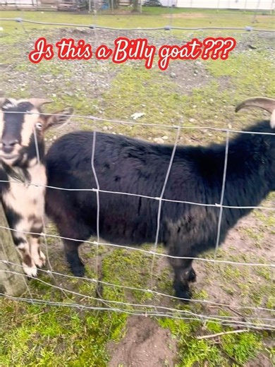 Just goats,doing goat things#goat #cutegoats #goatsoftheday #animalshorts #cuteanimal#feelgood#reels