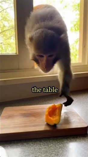 This Monkey Returned to the Same Window Every Morning. Until the Family Opened It