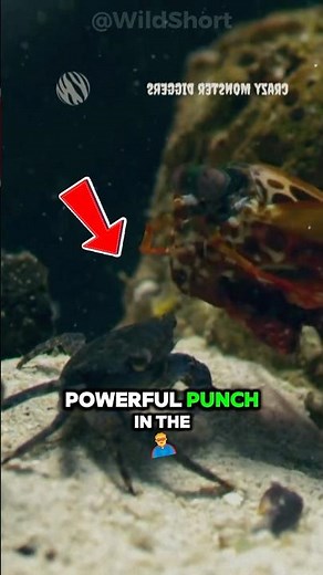 This Tiny Shrimp Has a Punch Hotter Than the Sun!💥