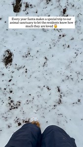 360K views · 55K reactions | Santa came back to visit the animals...