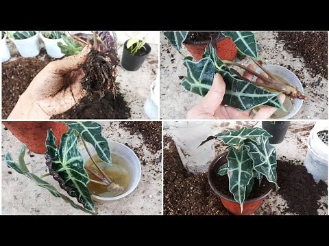 Care and Repot Alocasia Polly: Treatment root rot