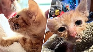 Emaciated kitten found abandoned on Christmas Eve in Quincy has died