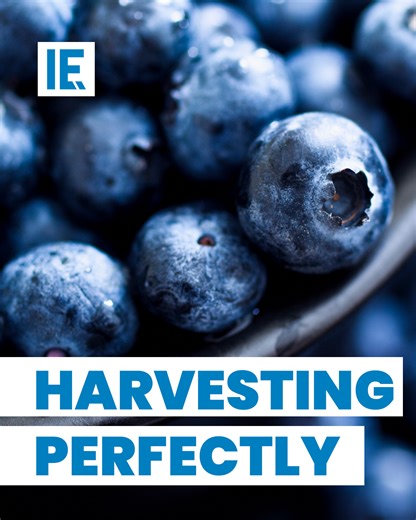 422K views · 7.6K reactions | Gently removing lowbush blueberries from their roots, this grasshopper then places them in the compartment where it collects them all. #engineering | Interesting Engineering | Facebook