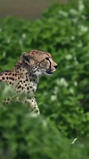 Cheetah Chase in Cinematic Slow Motion 😳 | Nature’s Speed Unleashe