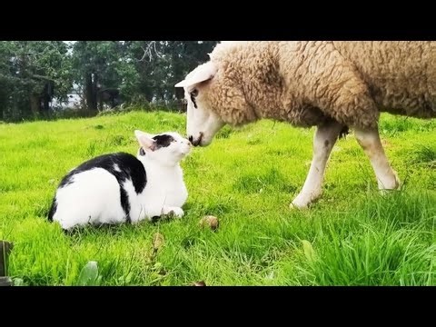 This Cat Thinks He's a Sheep And The Sheep Actua