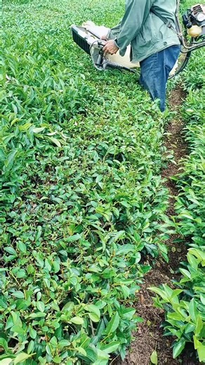 We are a manufacturer of tea processing machinery in China, with more than 20 years of manufacturing experience, quality assurance, affordable prices, and trust me if you need it.#Tea trimmer#tea-leaf picker#cutting machine#earth auger
