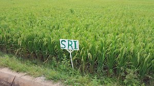 Comment Produire le Riz de Manière Intensive: Système de Riziculture Intensive (SRI) - Agriculture au Cameroun