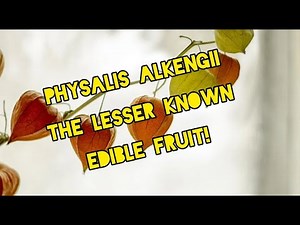 Physalis alkengi as an edible fruit?