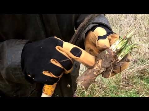 Le raifort ou le wasabi de nos jardins