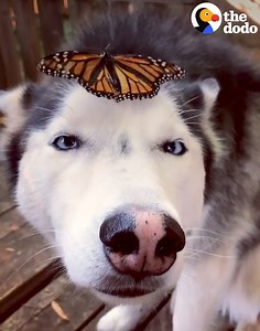 1.2M views · 32K reactions | SO PURE 曆曆曆 | Odd Couples by The Dodo | Facebook