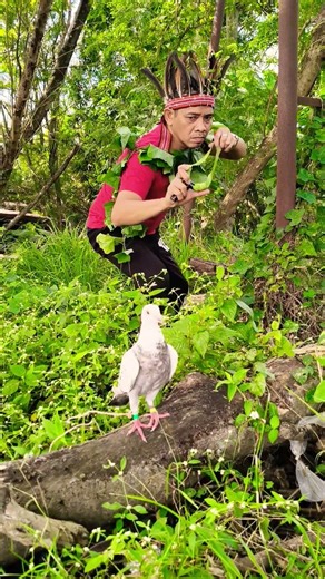catching bird #birds #birdsong #nature #birdsound #animals