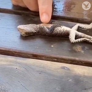 1M views · 5.6K reactions | Firefighter saves drowned lizard with CPR | The Independent | Facebook