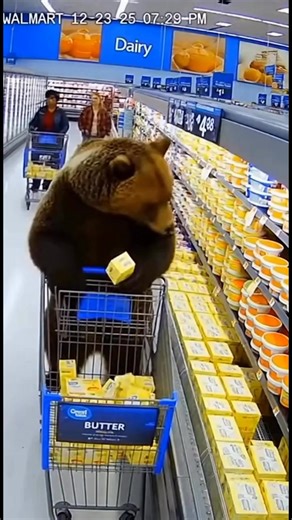 Martin the bear has been spotted in a Memphis, Tennessee, Walmart | Martin's - Coffee & Bakery