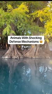 631K views · 5.8K reactions | Animals Shocking Defense Mechanisms 喝年 #Fyp #Animals #Shocking #Scary #Defence #Interesting | Intellectual Minds | Facebook
