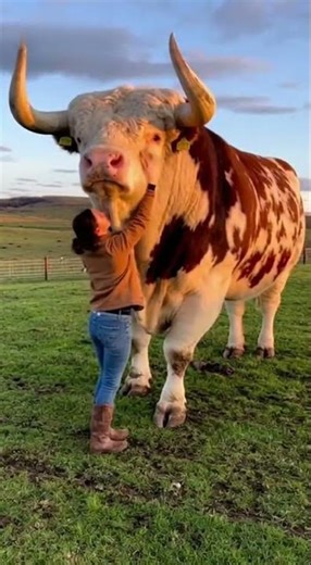 The Biggest Cow
