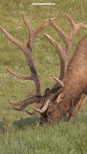 32K views · 857 reactions | Closeup shot of a beautiful bull elk in the Rocky Mountain National Park. Thanks for watching! Hope you enjoy this short video. #bullelk #wildlifeonearth #elk #coloradoadventures #natgeowild #ColoradoWildlife #Colorado #natgeo #wapiti | Colorado Adventures | Facebook